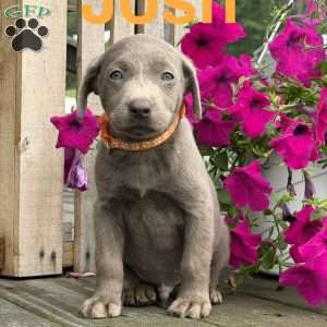 Josh, Silver Labrador Retriever Puppy